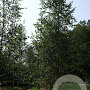Betula pendula 18-20 HO draadkluit