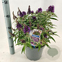 Buddleja d. B. Candy Little Purple 30-40 cm 5,0L