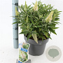 Buddleja d. B. Candy Little White 30-40 cm 5,0L