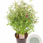 Buddleja d. Octopus Magenta 60-80 cm 10L
