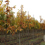 Castanea sativa 12-14 HO draadkluit