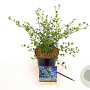 Ceanothus impressus 'Victoria' 40-60 cm 2,0L