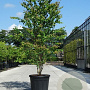 Cercidiphyllum japonicum 250-300 cm container meerstammig