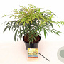Mahonia Volcano 30-40 cm 3,0L