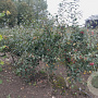 Malus 'Red Sentinel' 200-250 cm draadkluit meerstammig