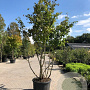Parrotia persica 200-250 cm cont. 110L meerstammig