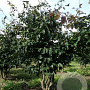Parrotia persica 'Bella' 300-350 cm draadkluit meerstammig
