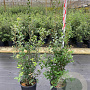 Quercus ilex 125-150 cm 15L