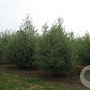 Salix alba 300-350 cm draadkluit meerstammig