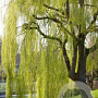 Salix sepulcralis 'Chrysocoma' 14-16 HO draadkluit