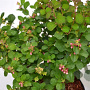 Symphoricarpos d. Symphony Rave 30-40 cm 3,0L