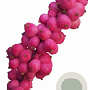 Symphoricarpos d. Symphony Rumble 30-40 cm 3,0L