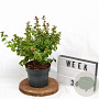 Symphoricarpos Symphony Rock 30-40 cm 3,0L
