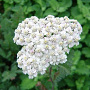 Achillea 'Alabaster' GM P9