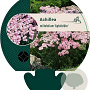 Achillea m. 'Apfelblüte' GM P9
