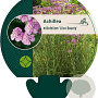 Achillea m. 'Lilac Beauty' GM P9