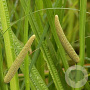 Acorus calamus GM P9