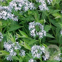 Amsonia tabernaemontana salicifolia GM P9