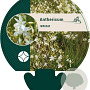 Anthericum ramosum GM P9