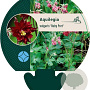 Aquilegia v. 'Ruby Port' GM P9