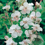 Geranium cant. 'Biokovo' GM P9