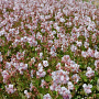 Geranium cant. 'Biokovo' GM P9