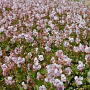 Geranium cant. 'Biokovo' GM P9