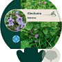 Glechoma hederacea GM P9