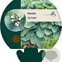 Hosta 'Big Daddy' GM P9