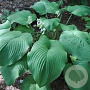 Hosta 'T Rex' GM P9
