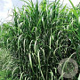Miscanthus giganteus GM P9