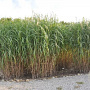 Miscanthus giganteus GM P9