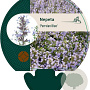 Nepeta 'Purssian Blue' GM P9