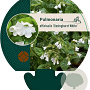 Pulmonaria off. 'Sissinghurst White GM P9