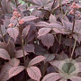 Rodgersia pinnata 'Chocolate Wings' GM P9