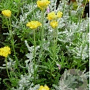 Santolina cham. 'Lambrook Silver' GM P9
