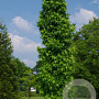 Liquidambar styraciflua 'Cylinder Silhouette' 14-16 HO draadkluit