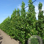 Liquidambar styraciflua 'Cylinder Silhouette' 14-16 HO draadkluit