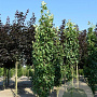 Prunus ser. 'Amanogawa' 12-14 HO draadkluit