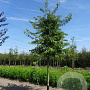 Prunus subh. 'Autumnalis' 12-14 HO draadkluit
