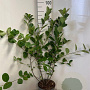 Aronia melanocarpa 60-80 cm 5,0L