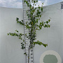 Betula pendula 200-225 cm 5,0L