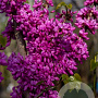 Cercis chinensis 'Avondale' 60-80 cm 15L