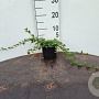 Cotoneaster dammeri 20-30 cm C1.3