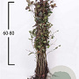 Fagus syl. 'Atropunicea' 60-80 cm wortelgoed