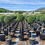 Ligustrum delavayanum 80 cm stam 20L