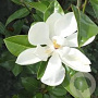 Magnolia grand. 'Ferruginea' 10-12 cm 45L 200 cm stam LEIVORM