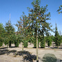 Malus 'Red Sentinel' 8-10 cm 45L 150 cm stam lei 150x150