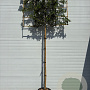 Quercus ilex 10-12 cm 40L 200 cm stam lei 150x150