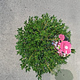 Rhododendron Bloombux Magenta 30-40 cm 5,0L bol